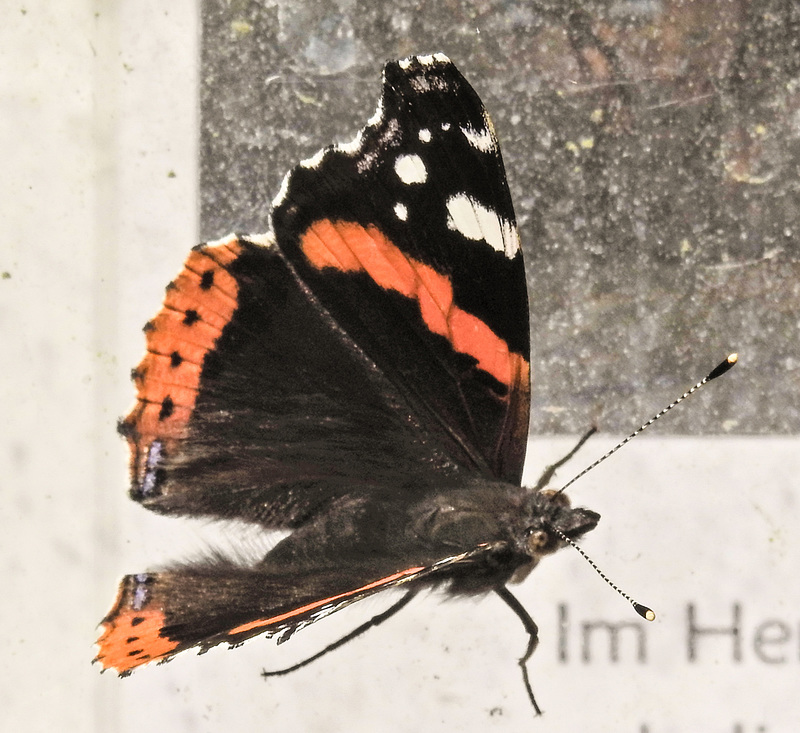 20190902 5718CPw [D~VR] Admiral (Vanessa atalanta), Sundische Wiese, Boddenland