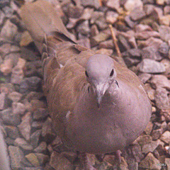 Collared Dove