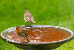 Robin and wife.