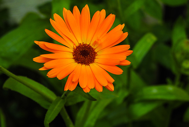 20210822 2495CPw [D~LIP] Garten-Ringelblume (Calendula officinalis), Bad Salzuflen