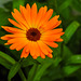 20210822 2495CPw [D~LIP] Garten-Ringelblume (Calendula officinalis), Bad Salzuflen