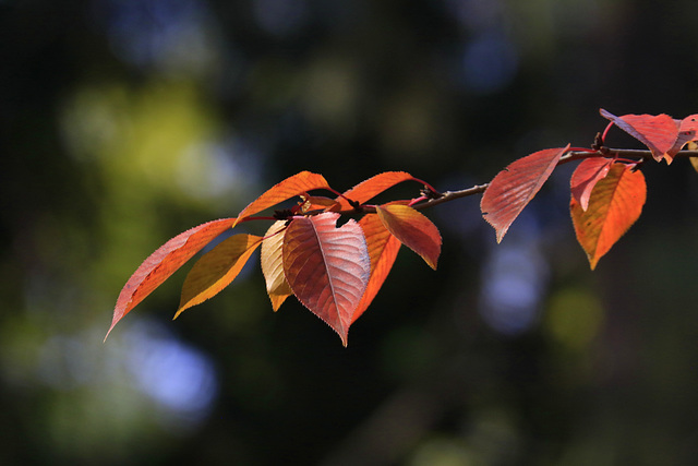 Autumn Leaves