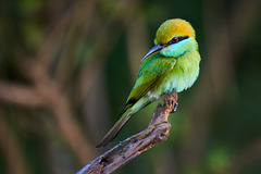 Asian green bee-eater (Merops orientalis)