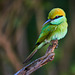Asian green bee-eater (Merops orientalis)