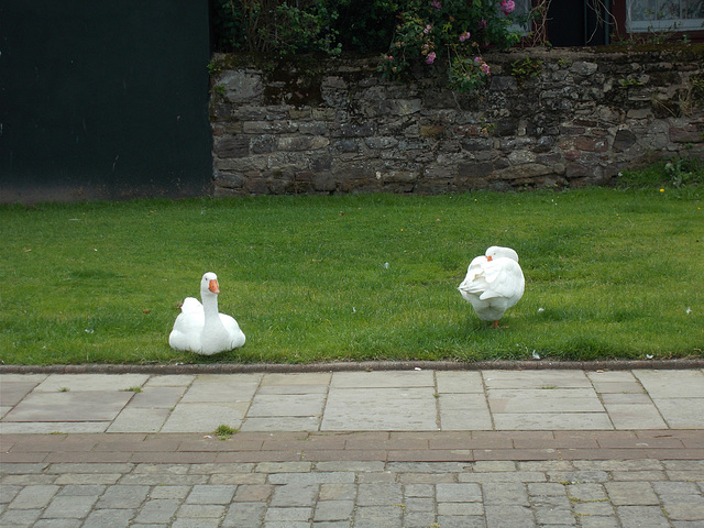 whn - geese on grass