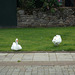 whn - geese on grass