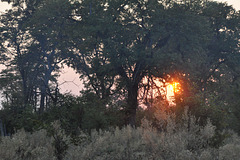 Mateniĝo. Okavango-Delto