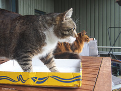 Two boys and a box - for Happy Caturday