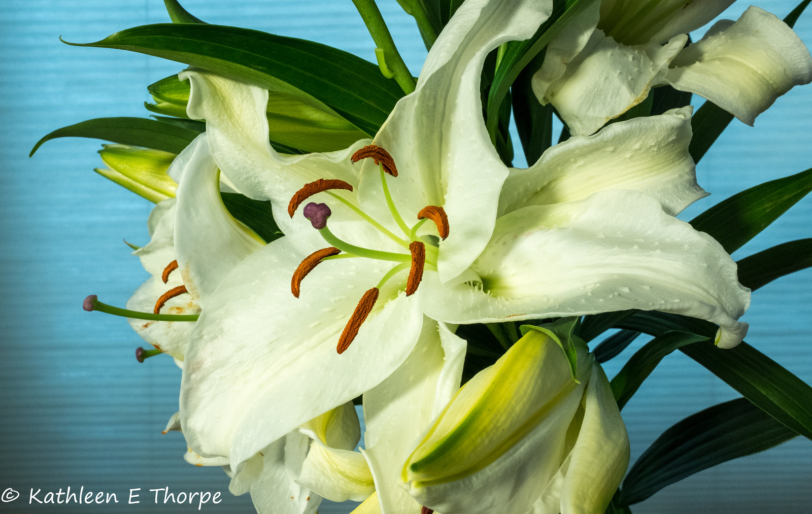 White Oriental Santander Lily-001