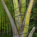 Nariva Swamp afternoon, Trinidad, Day 6