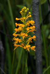 Platanthera cristata (Crested Fringed orchid)