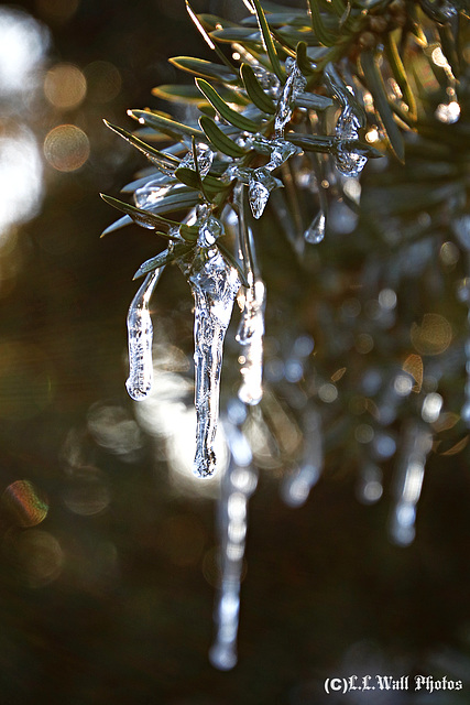 After The Ice Storm