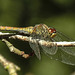 20190902 5719CPw [D~VR] Blutrote Heidelibelle (Sympetrum sanguineum), Sundische Wiese, Zingst