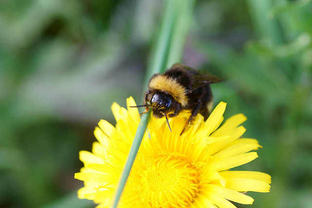 Hummel auf Nahrungssuche