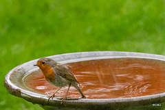 Resting between feeding hte bairns