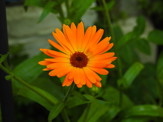 20210822 2496CPw [D~LIP] Garten-Ringelblume (Calendula officinalis), Bad Salzuflen