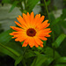 20210822 2496CPw [D~LIP] Garten-Ringelblume (Calendula officinalis), Bad Salzuflen