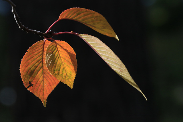 Autumn Leaves