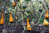 IMG 1539-001-Gourds