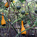 IMG 1539-001-Gourds