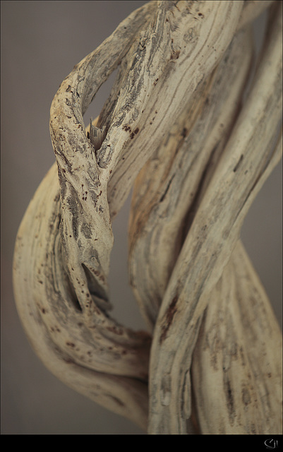 Pregnant Wood