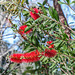 Callistemon