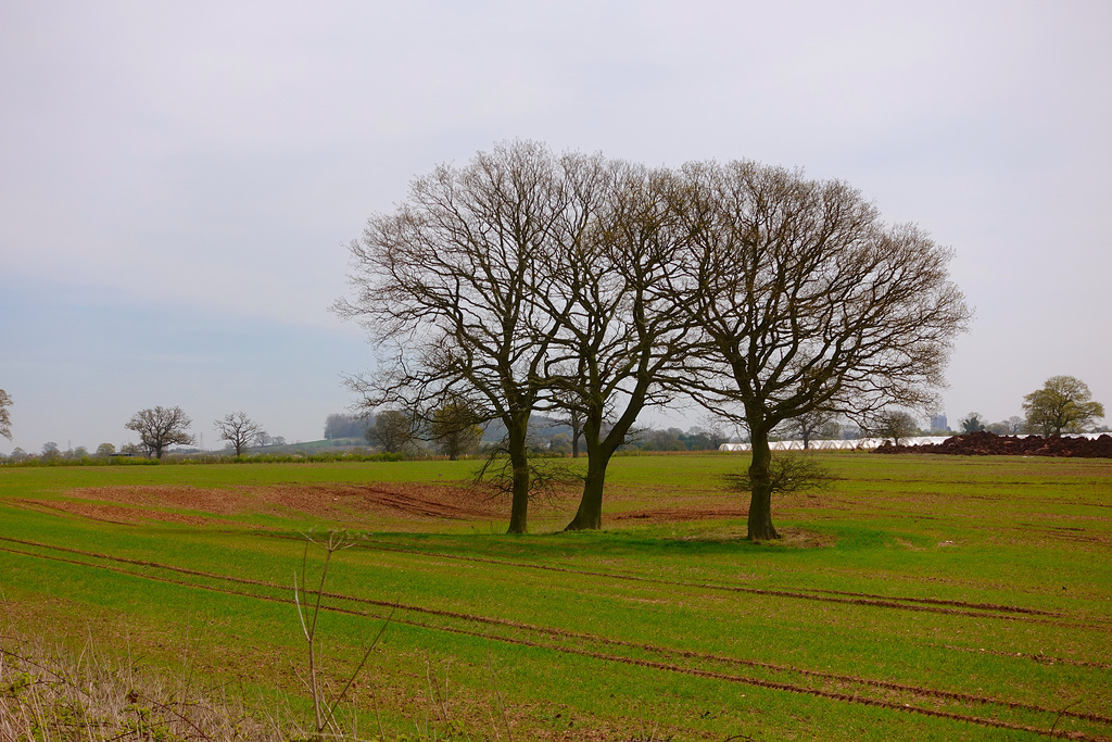 Fields near Haughton