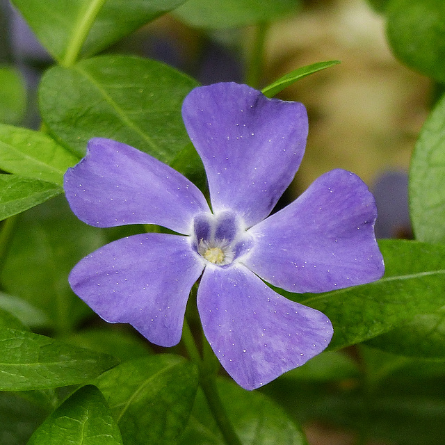 Periwinkle / Vinca minor