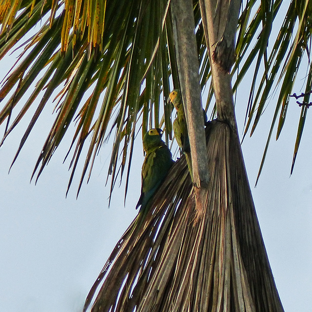 Red-bellied Macaws, Nariva Swamp afternoon