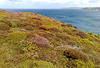 Reskajeage Downs, The Knavocks, Godrevy Coast, for Pam