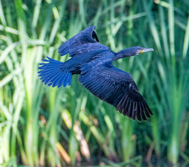 Cormorant in flight