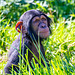 Young chimp