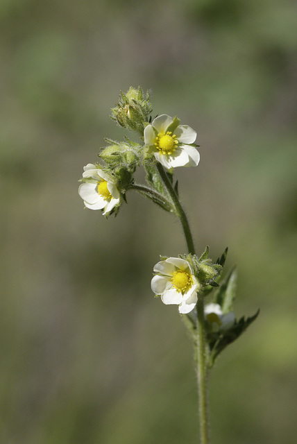 Slender Cinquefoil