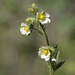 Slender Cinquefoil