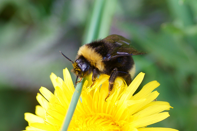 Hummel auf Nahrungssuche II