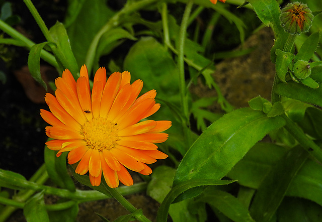 20210822 2497CPw [D~LIP] Garten-Ringelblume (Calendula officinalis), Bad Salzuflen