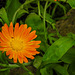 20210822 2497CPw [D~LIP] Garten-Ringelblume (Calendula officinalis), Bad Salzuflen