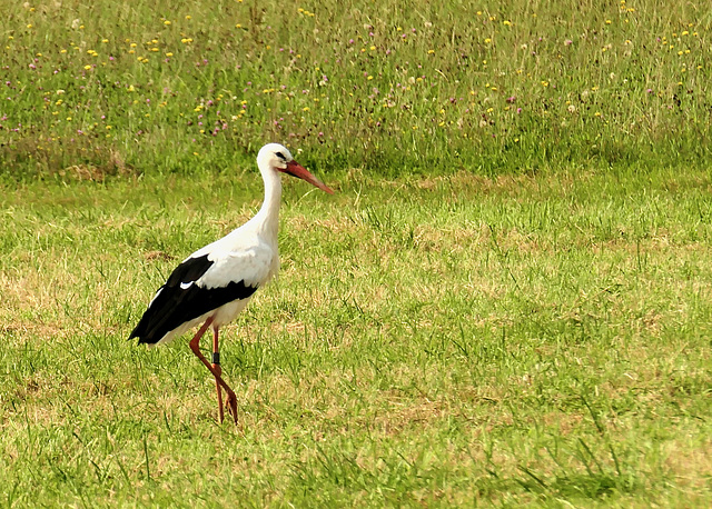 Dieser Storch sucht die Wiese nach Fressbarem ab; Reihe für Reihe.