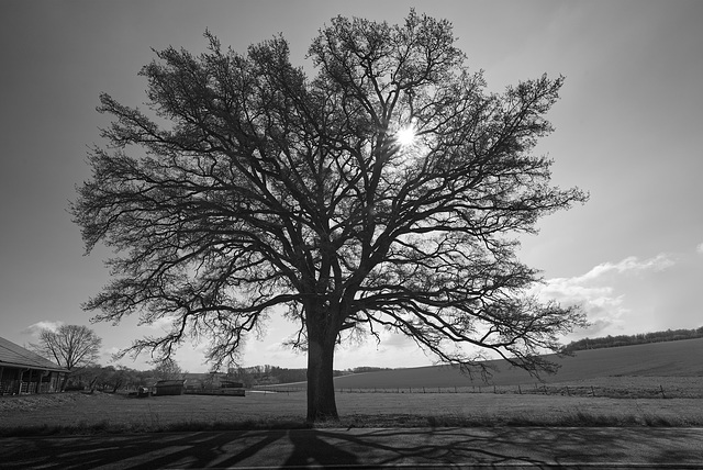Baum BW , tree in backlight with sun
