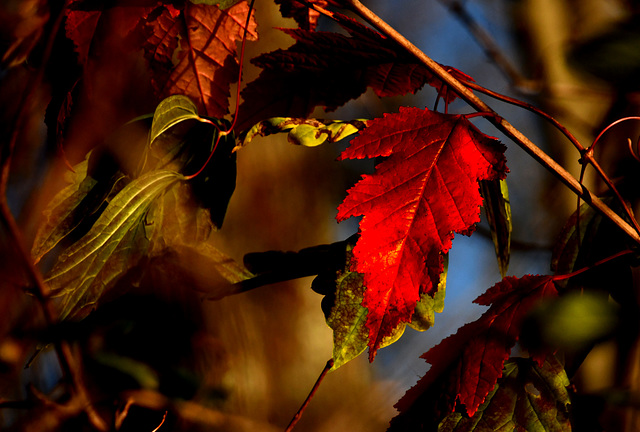 Reflet magique de l'automne