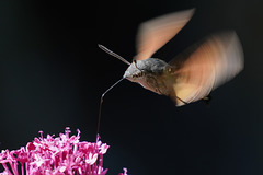 Er hat es immer sehr eilig - He is always in a great hurry Er hat es immer sehr eilig - He is always in a great hurry