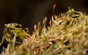 Moss