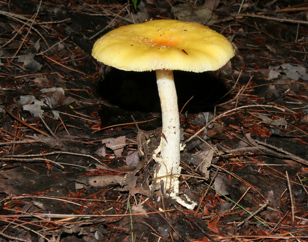 champignon-- mushroom