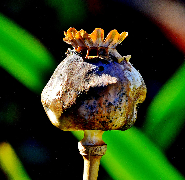 Poppy Seed Head