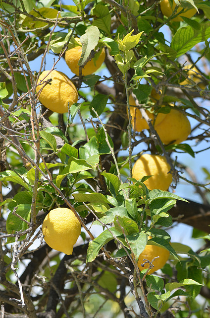 Juicy and Ripe Lemons