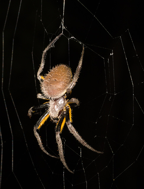 SpiderIMG_3061