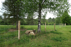 HFF HAPPY FENCE FRIDAY