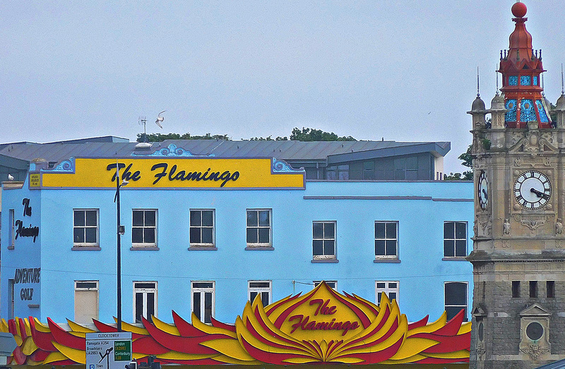 Flamingo