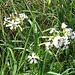 Wiesenblumen