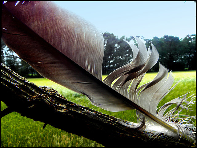 Feather tree